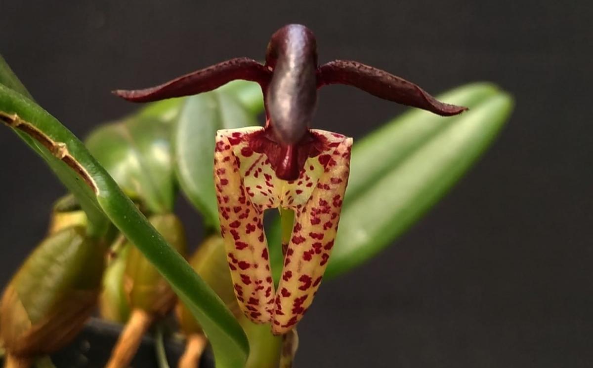 Bulbophyllum breviscarpum