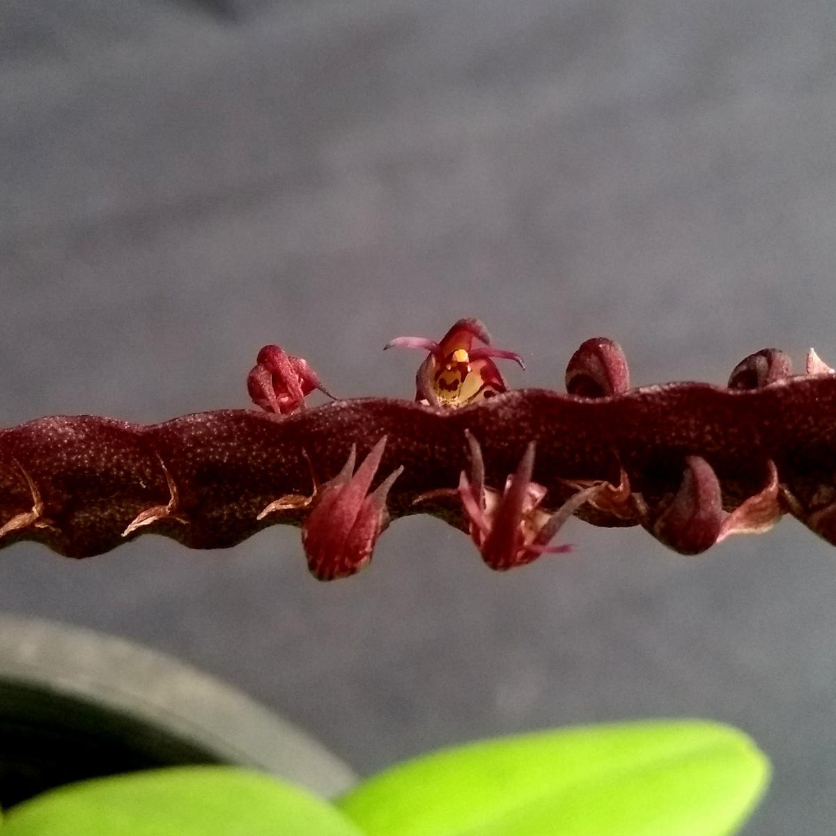 Bulbophyllum scaberulum