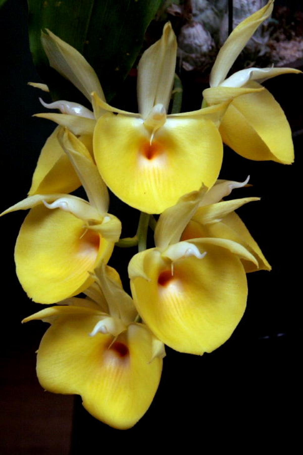 Bela Vista Orchids - Catasetum pileatum aurantiaca x