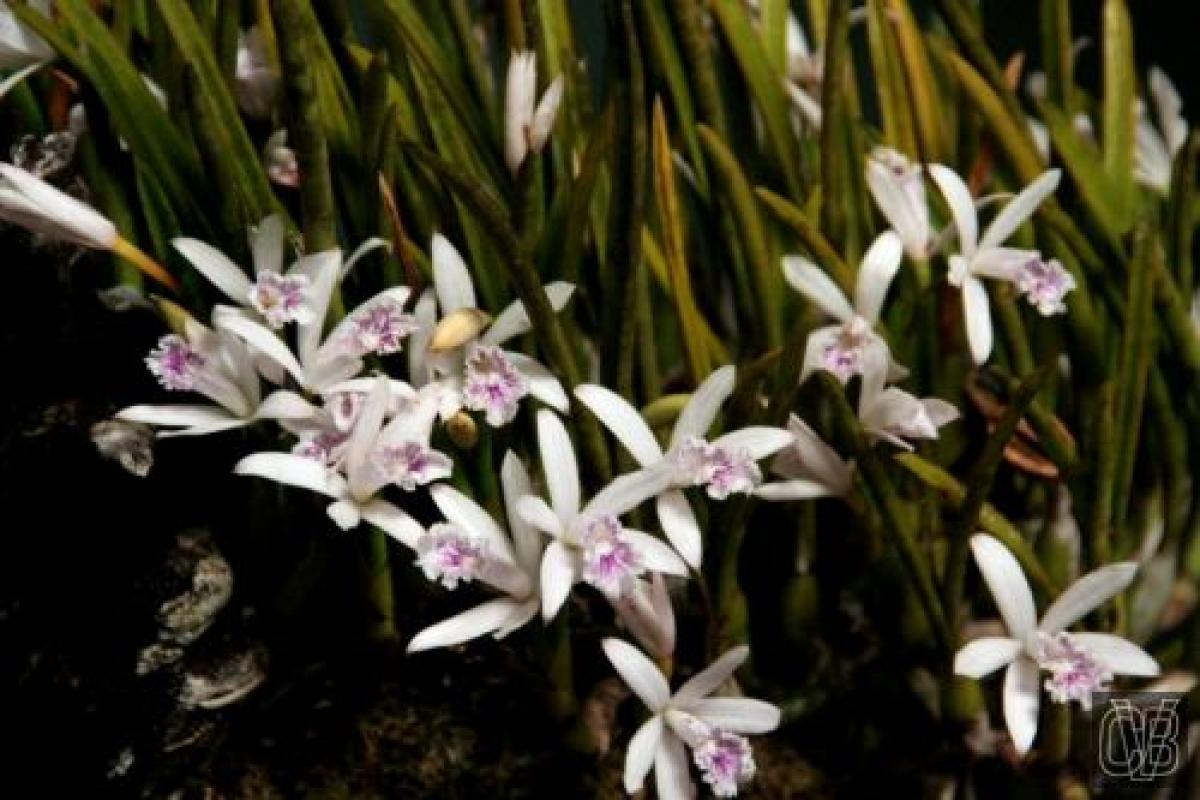 Laelia lundii coerulia ( Marcio )