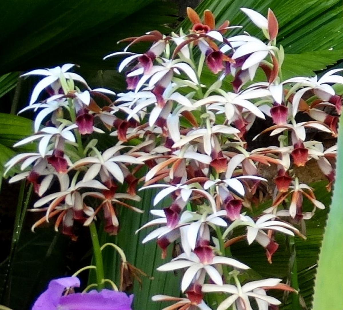 Bela Vista Orchids - Phaius tankervilleae