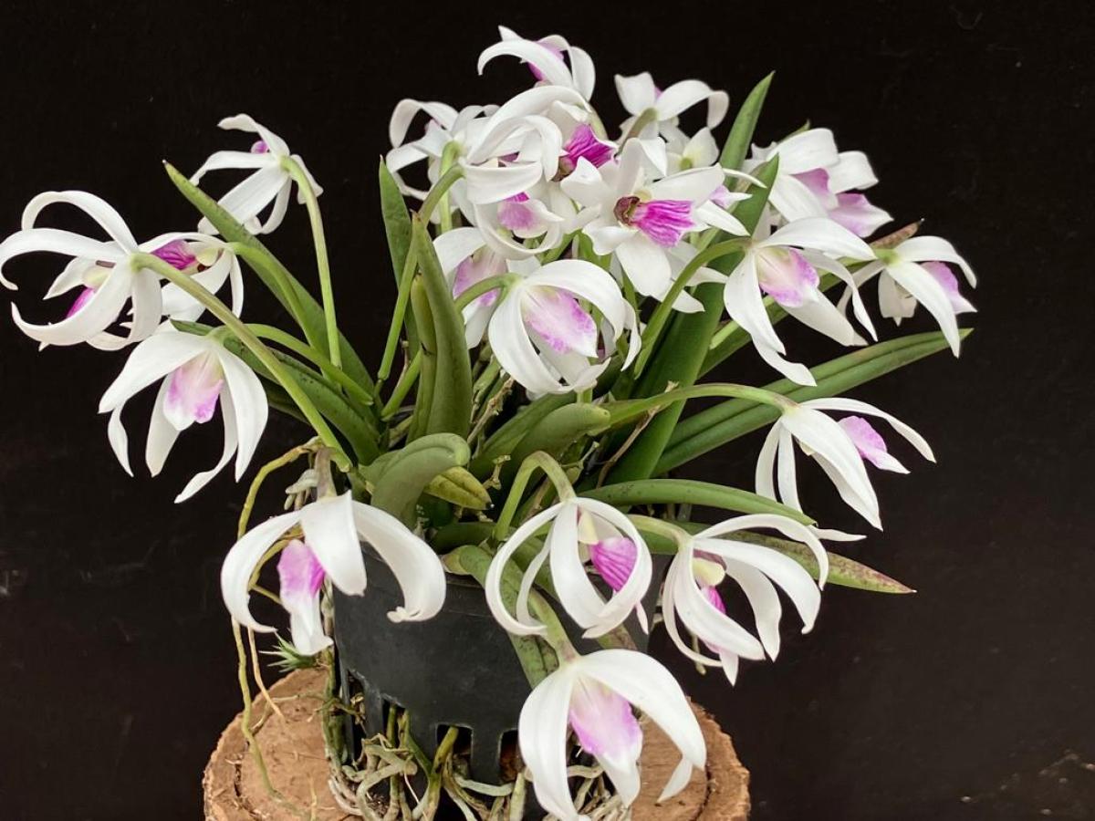 Bela Vista Orchids - Leptotes bicolor