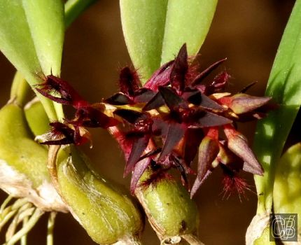 Bulbophyllum saltatorium.