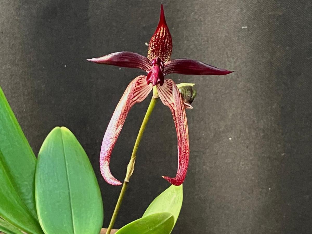 Bulbophyllum (breviscapum x echinolabium)