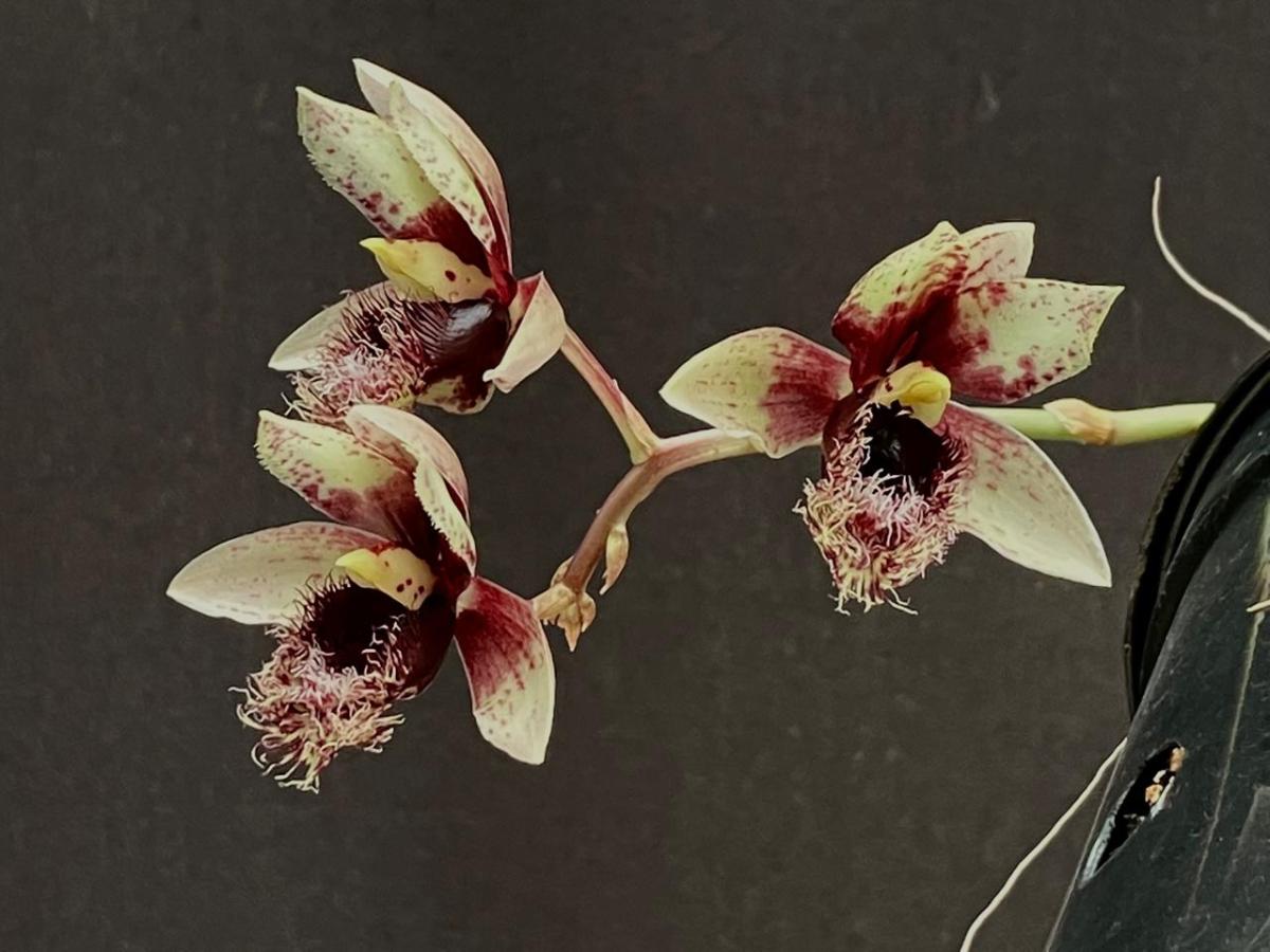 Clowesia rosea x Catasetum  arietinum 
