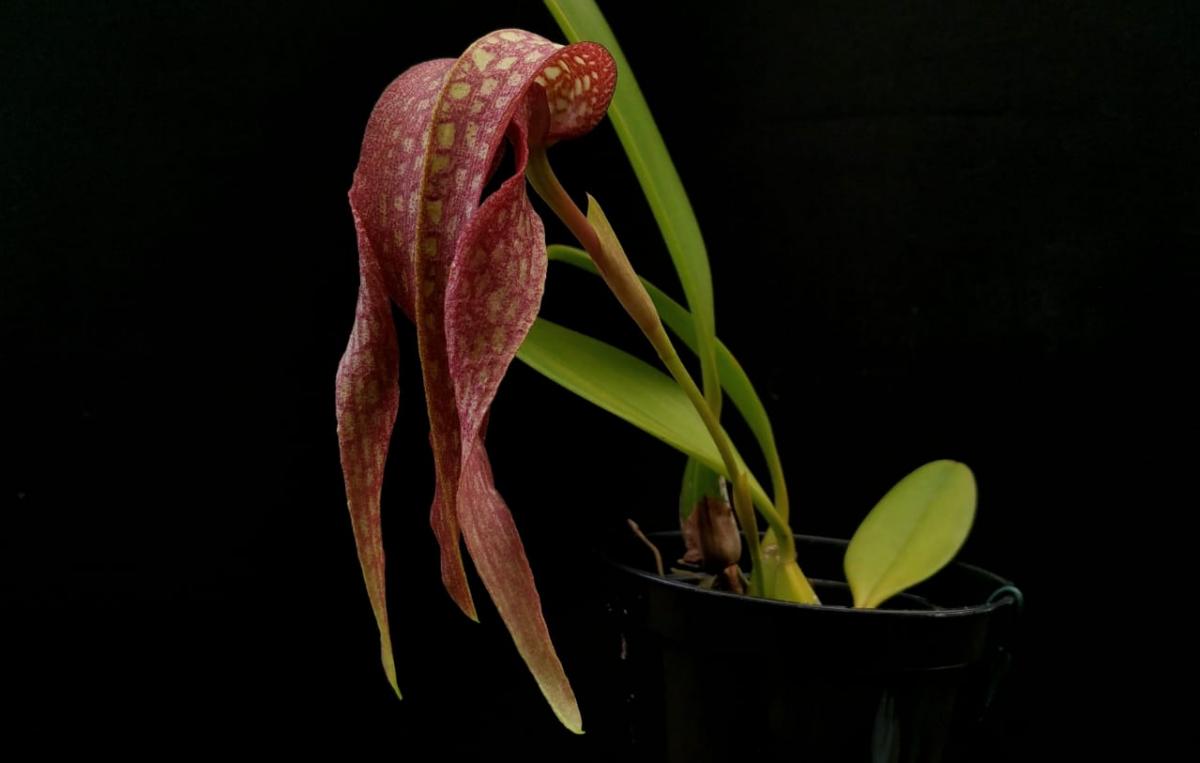 Bulbophyllum ( grandiflorum x longisepalum )