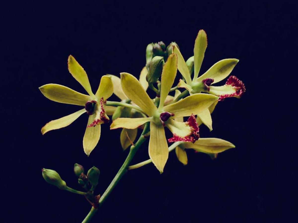 Pseudolaelia pitengoensis