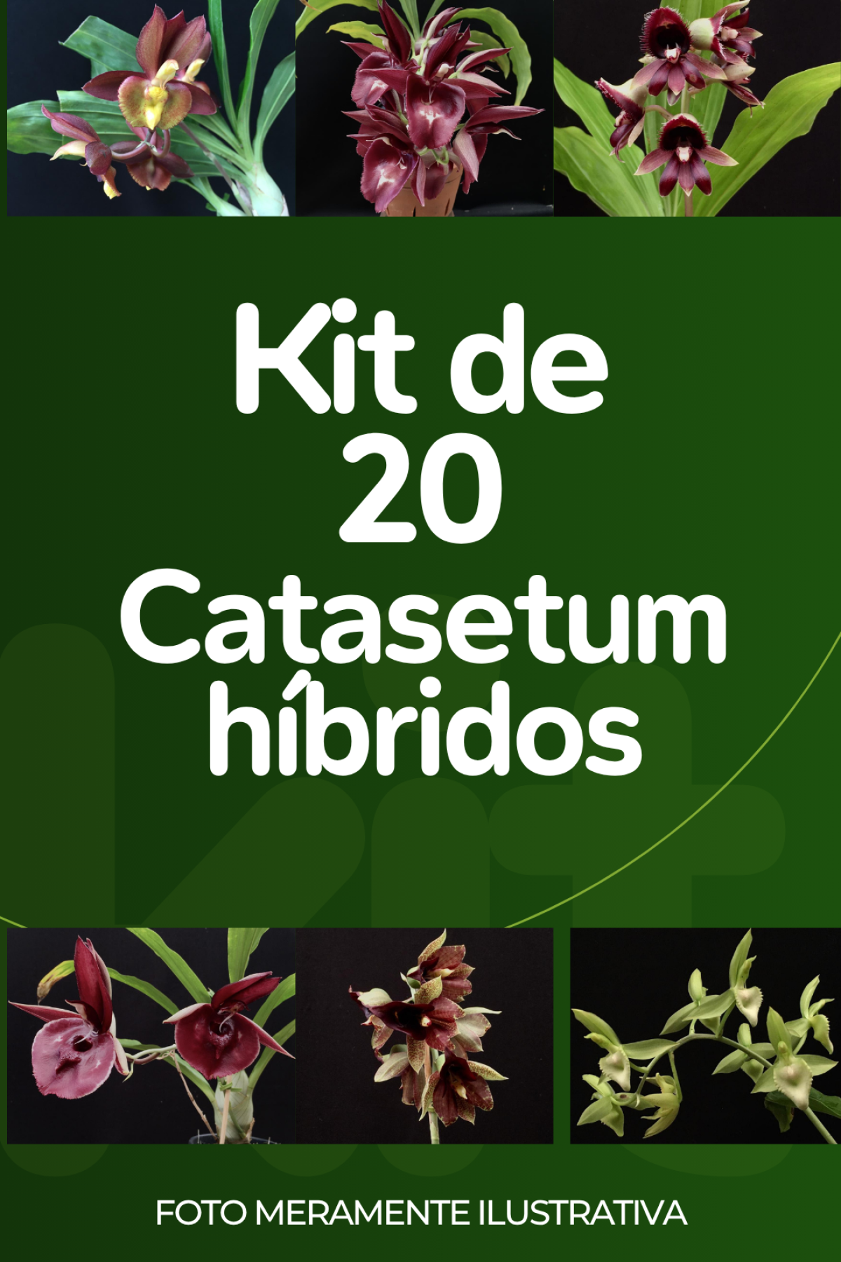 Kit com 20 Catasetum híbridos (LEIA A DESCRIÇÃO)