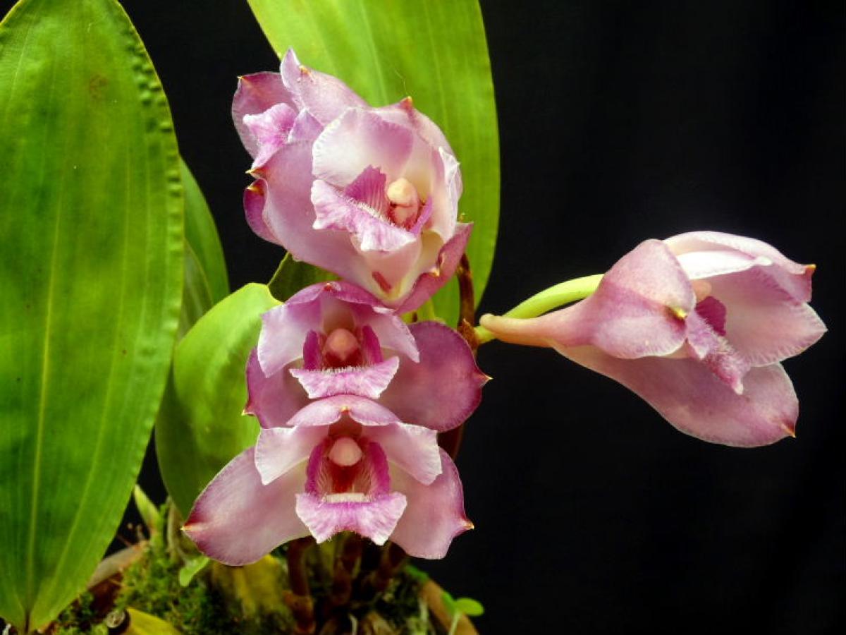 Bifrenaria sincorana