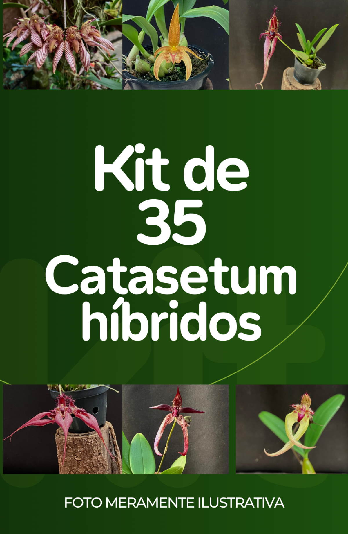 Kit com 35 Catasetum híbridos (LEIA A DESCRIÇÃO)