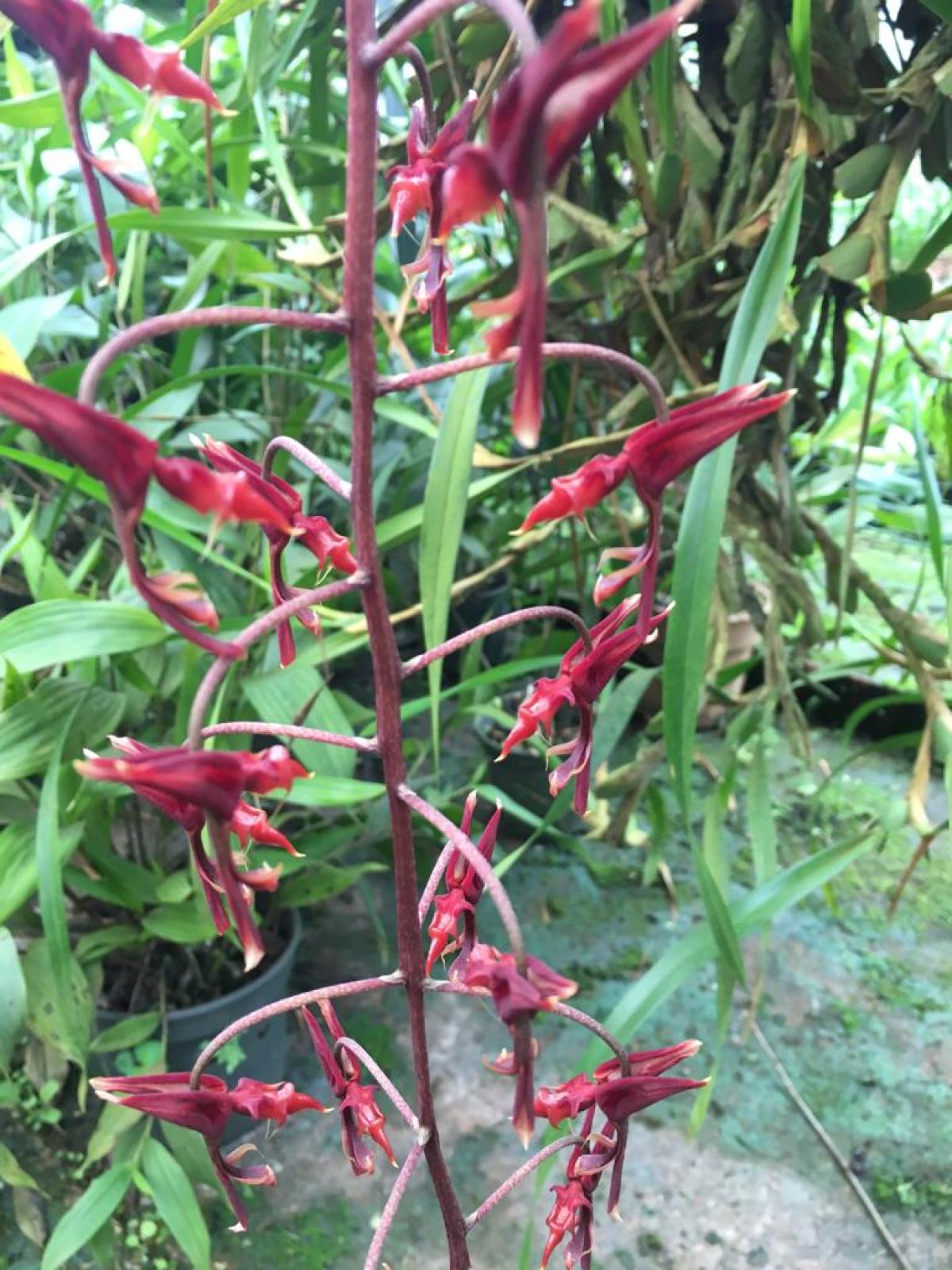 Gongora atropurpurea