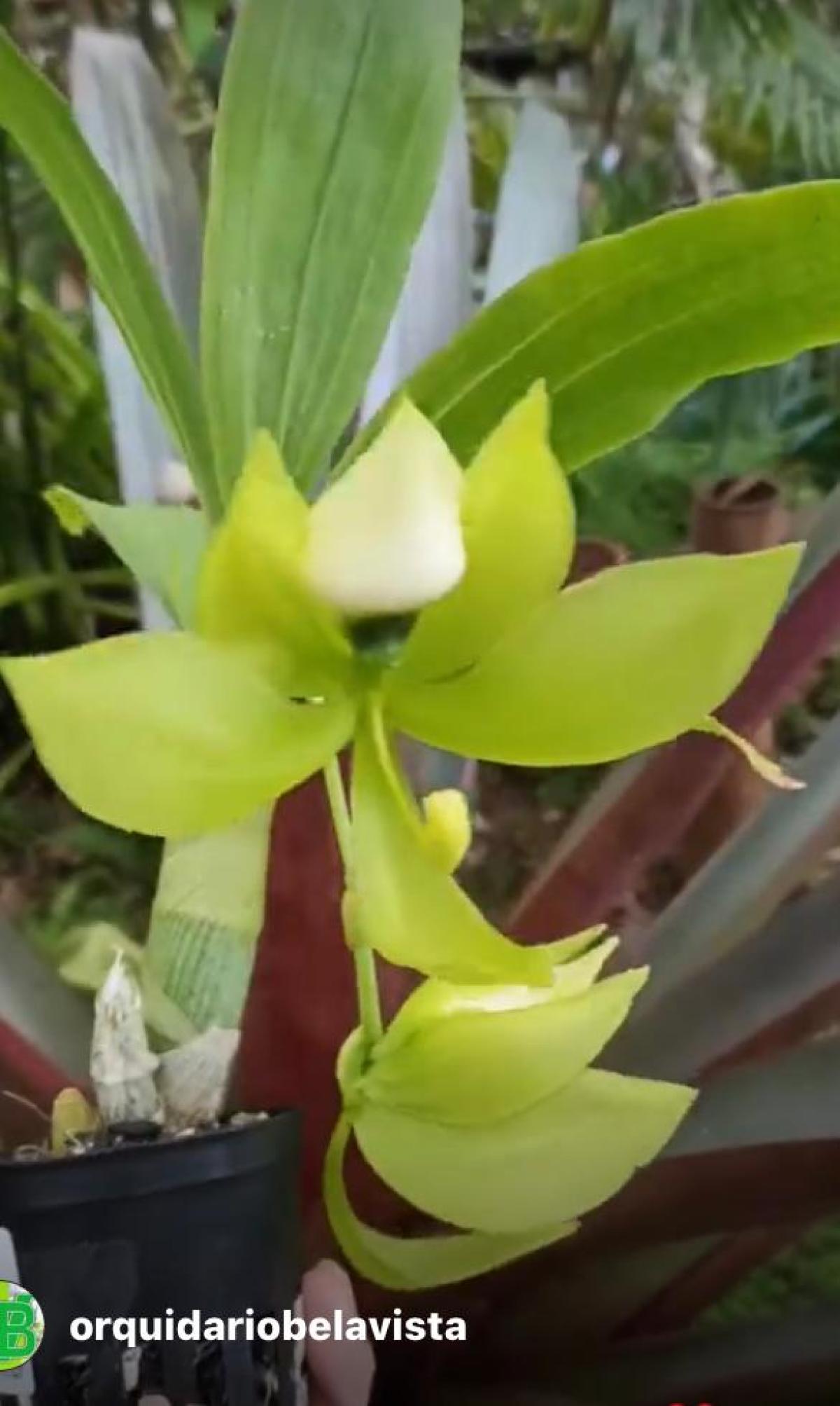 Cycnoches (lehmannii x chlorochillum) x chlorochillum