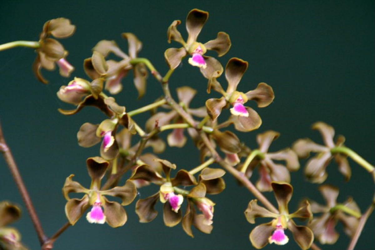 Encyclia galopavina