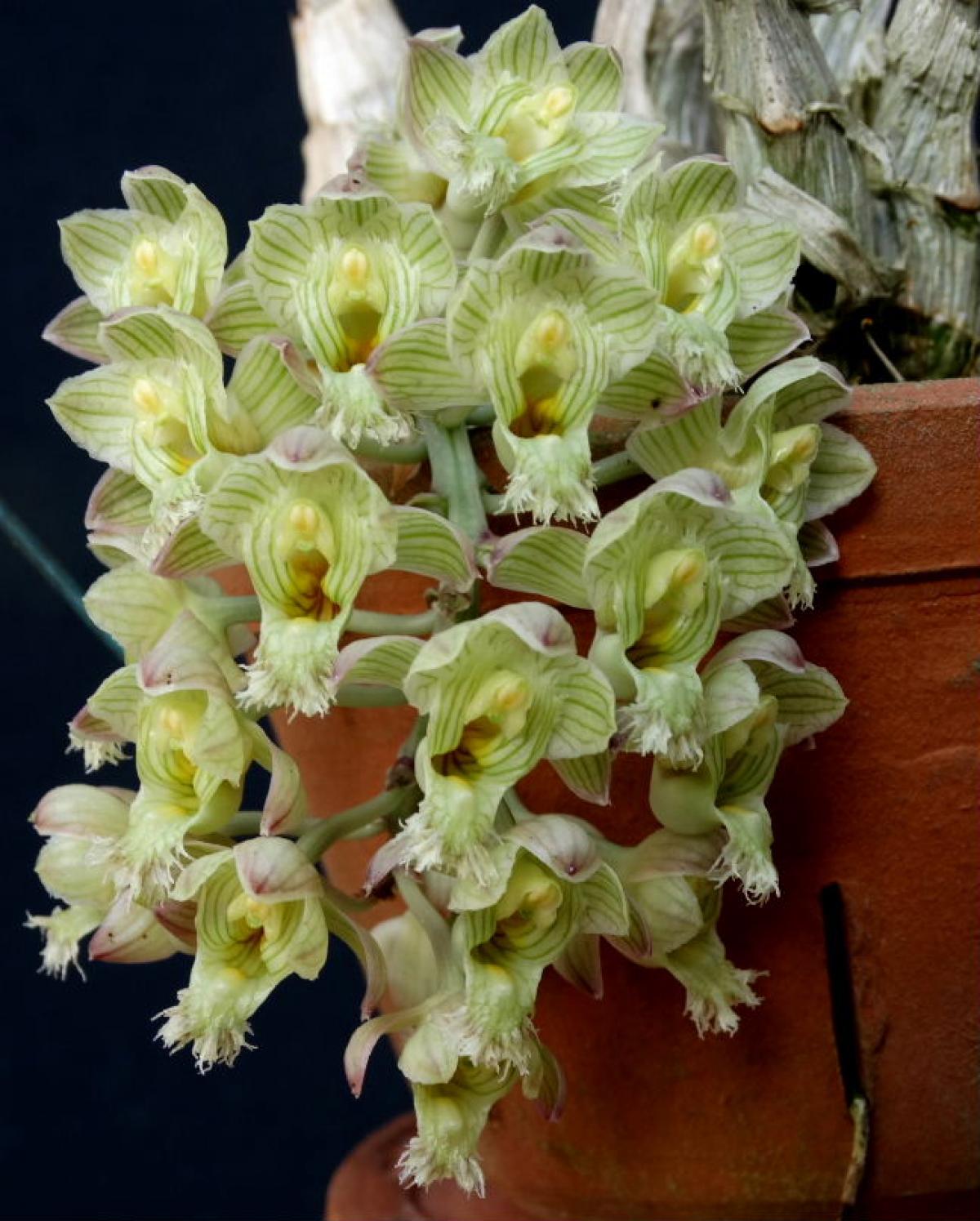Bela Vista Orchids Clowesia amazonica