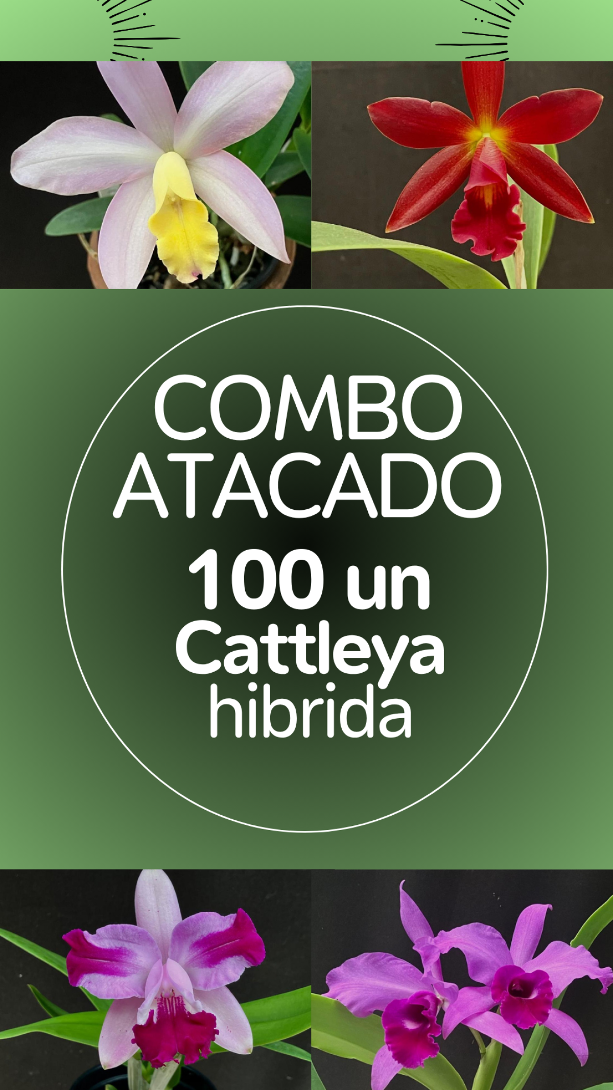 COMBO ATACADO DE CATTLEYA HÍBRIDA – 100 PLANTAS