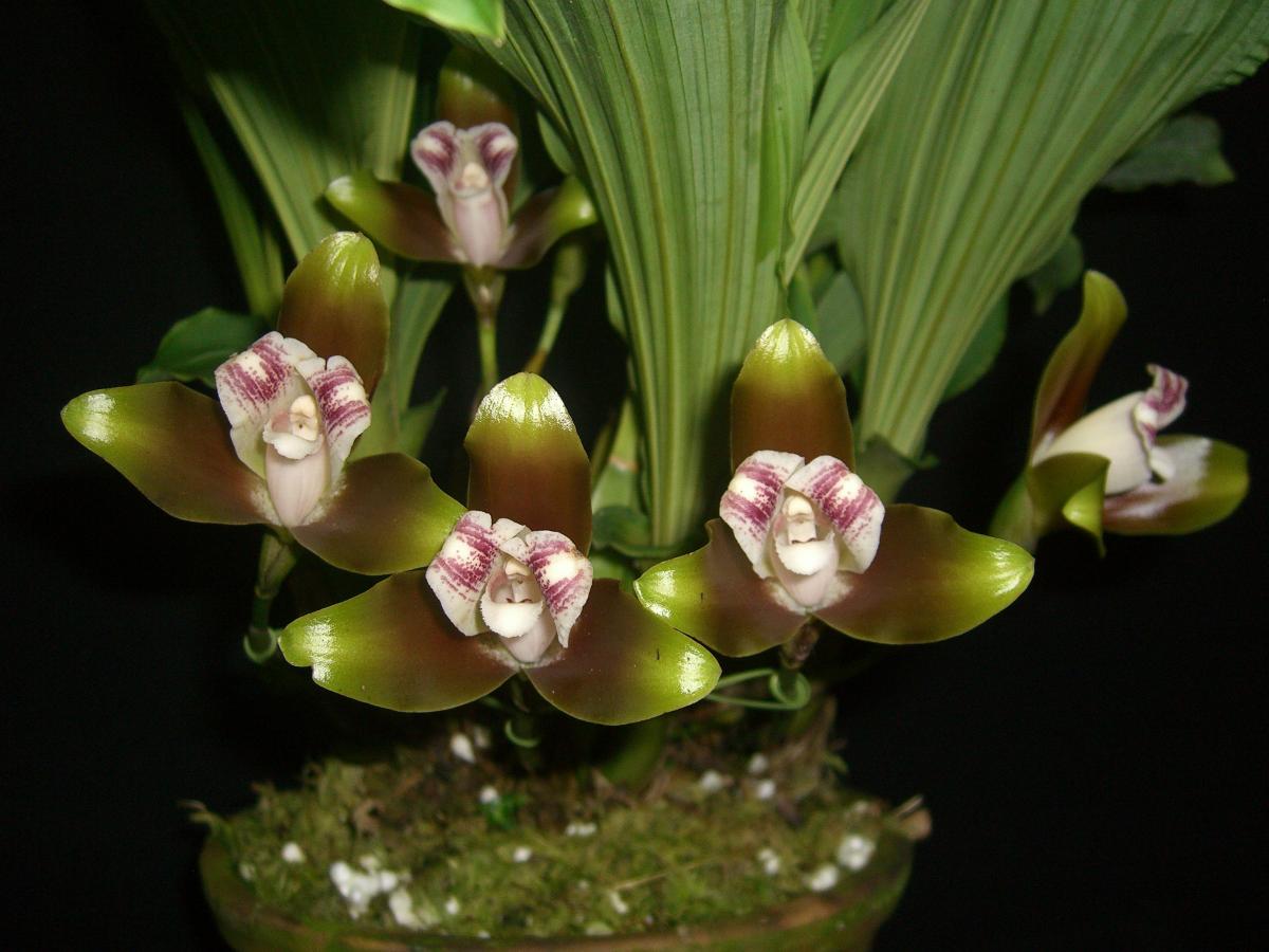 Lycaste macrophylla