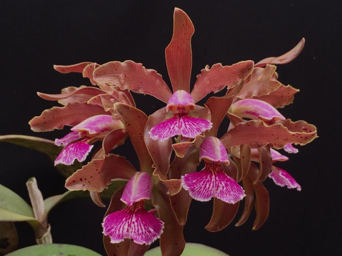 Cattleya kerchoveana