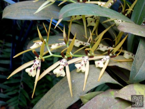 Brassia wagnerii