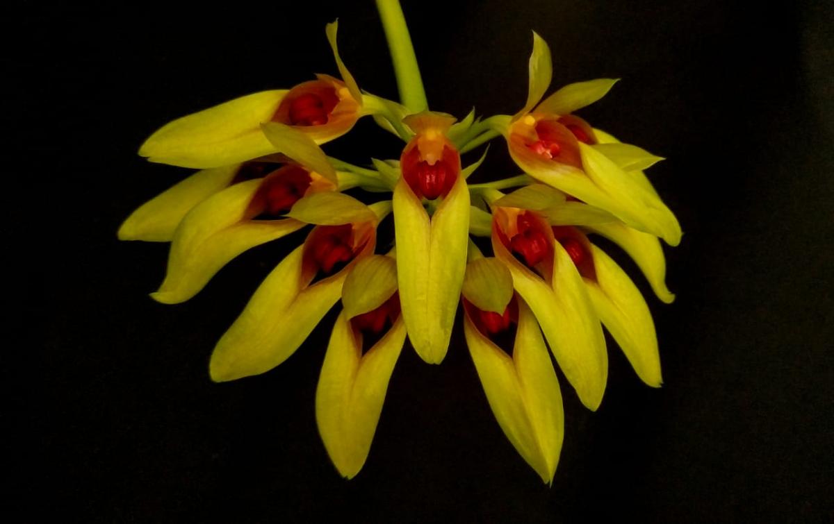 Bulbophyllum graveolens