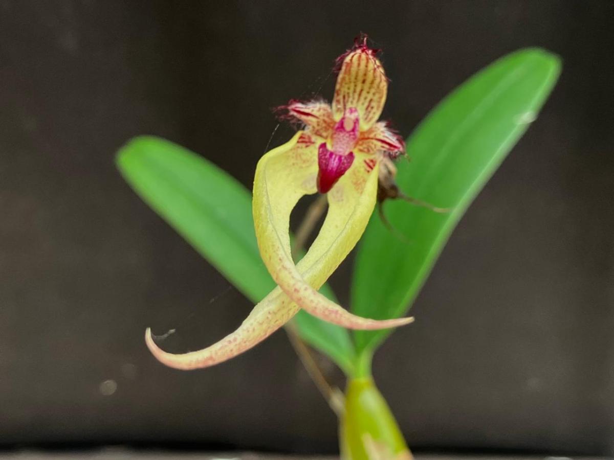 Bulbophyllum ( rosthschildianum x blepharistes )