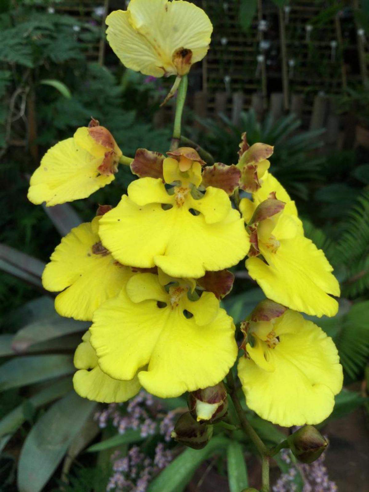 Oncidium orthostates