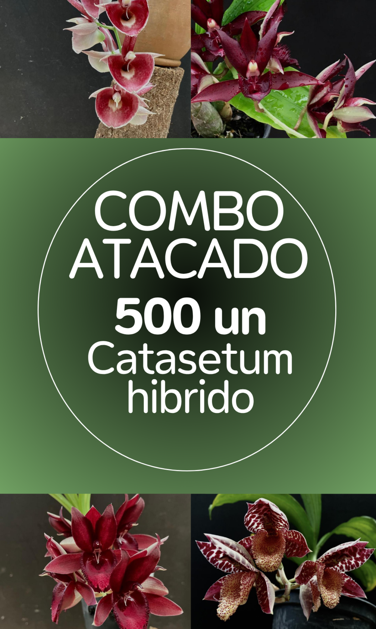COMBO ATACADO DE CATASETUM HIBRIDO – 500 PLANTAS