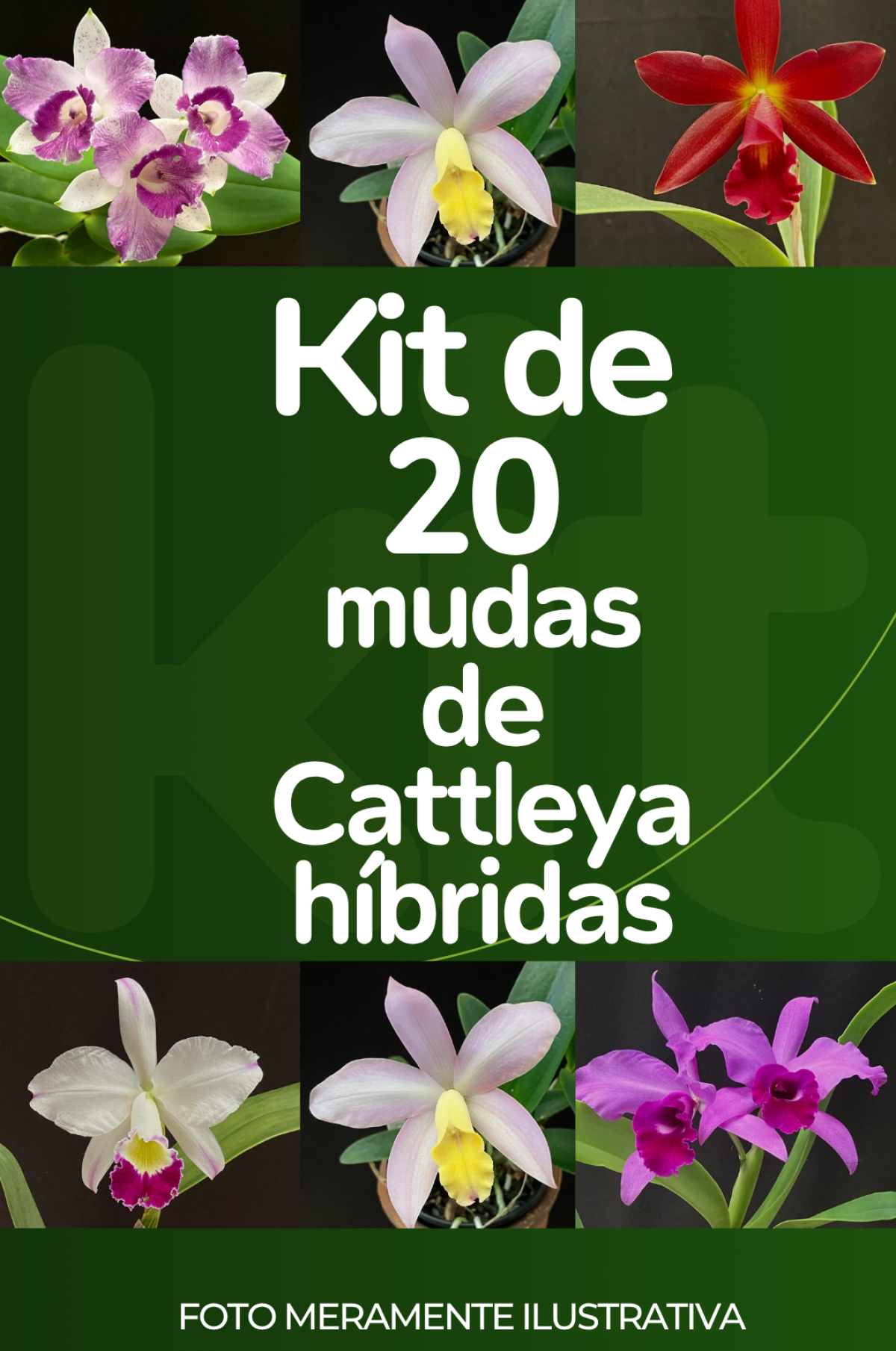 Kit com 20 mudas de Cattleya híbridas (LEIA A DESCRIÇÃO)