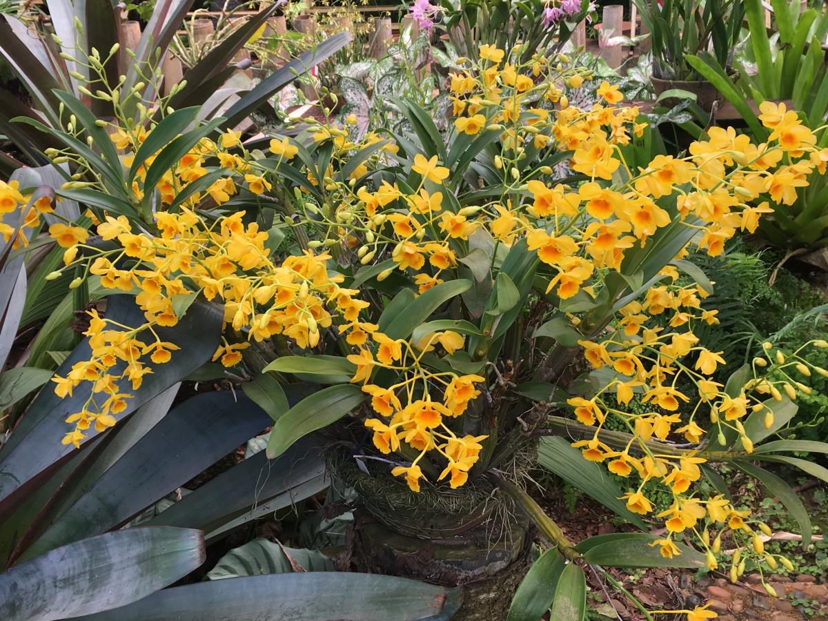 Bela Vista Orchids - DENDROBIUM