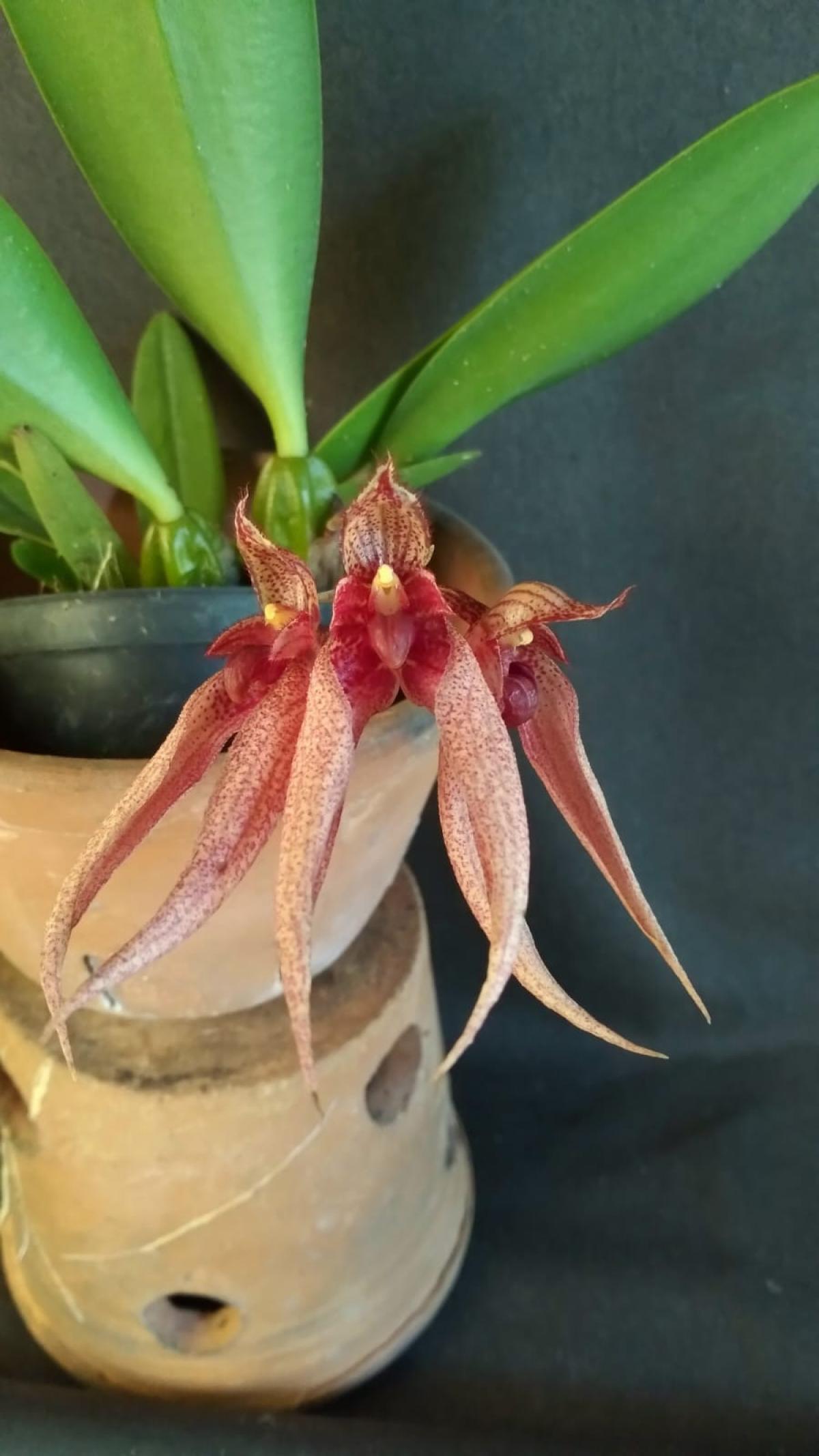 Bulbophyllum ( Louis Sanders x frostii )