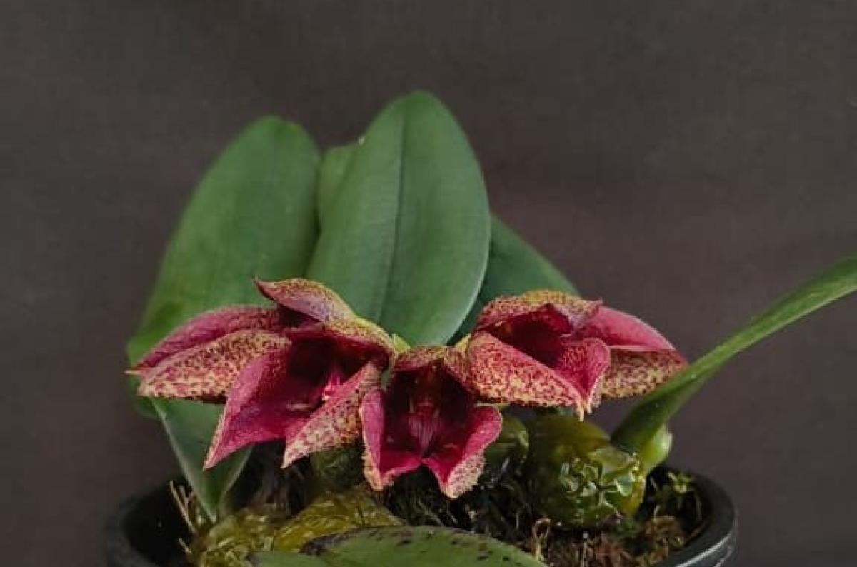 Bulbophyllum  ( phalaenopsis x frostii )