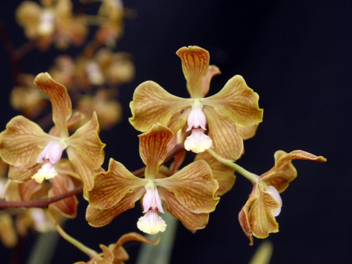 Encyclia fowleyi
