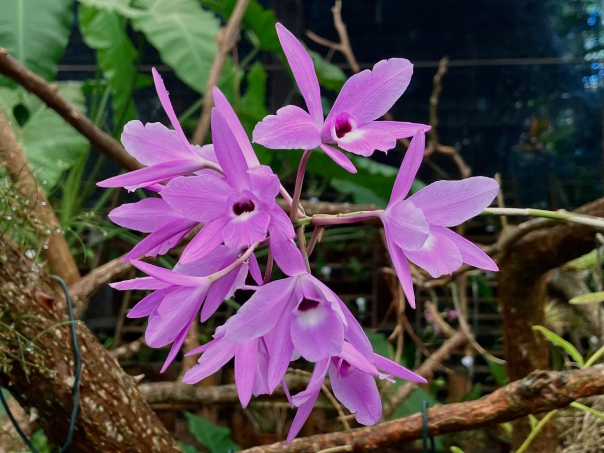 Laelia rubescens