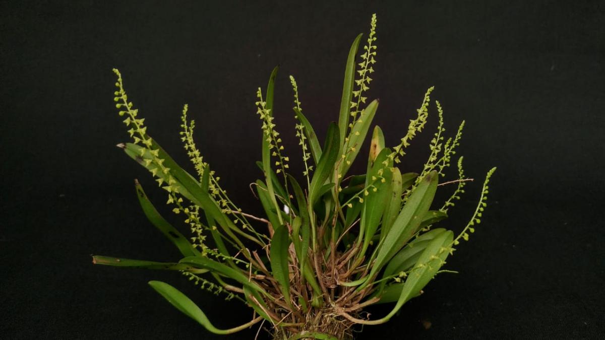 Stelis microphylla