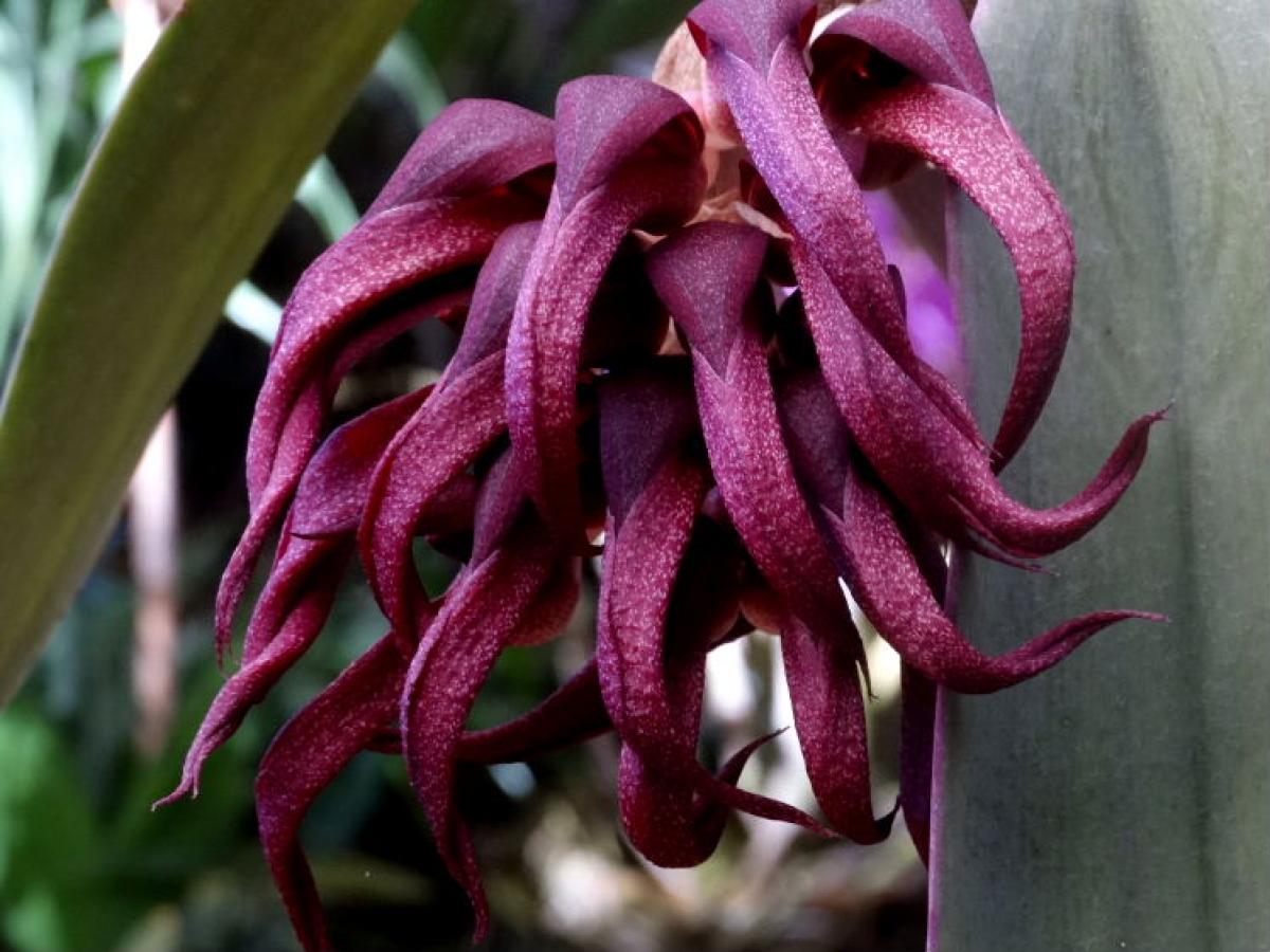 Bulbophyllum spiesii