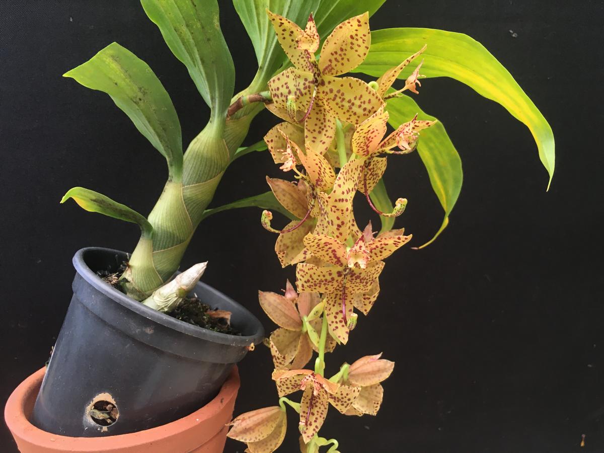 Bela Vista Orchids - Cycnoches ( pentadactillum x herrenhusuanum )