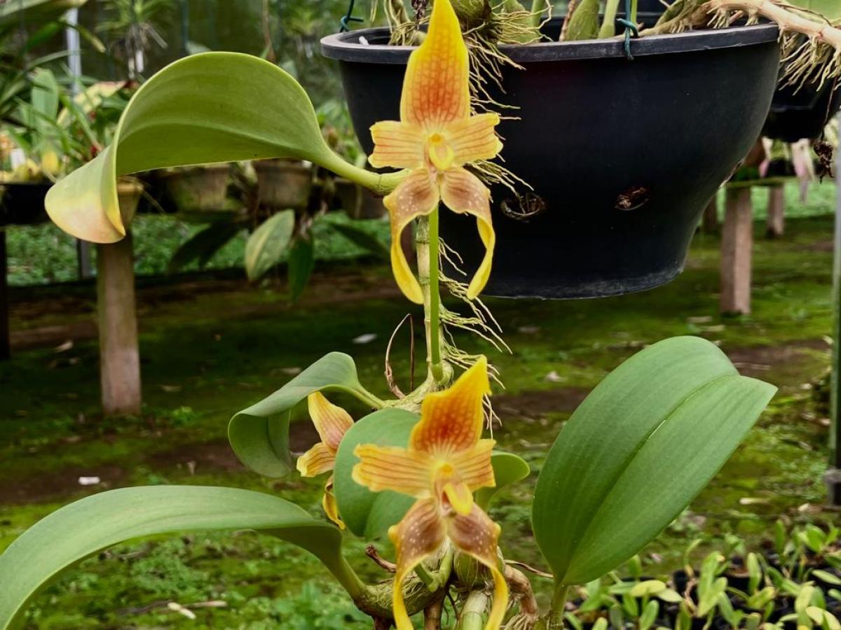 Bulbophyllum piestoglossum