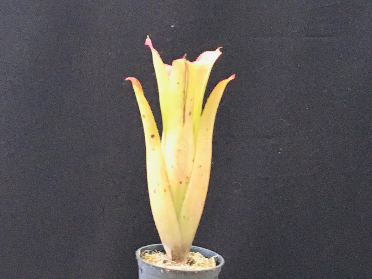 Neoregeia bahiana - planta 15 cm
