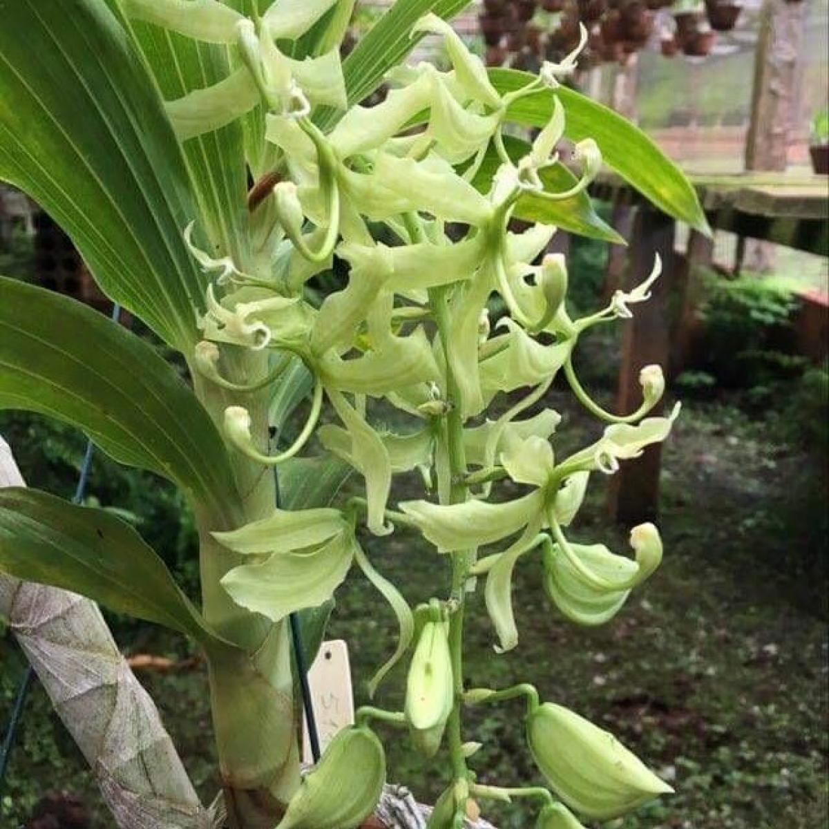 Bela Vista Orchids CYCNOCHES