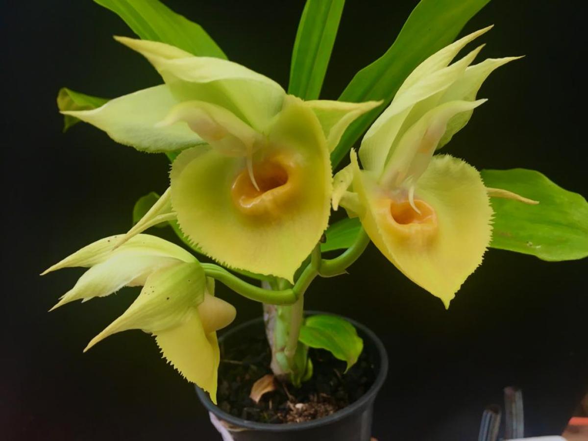 Bela Vista Orchids - Catasetum ( osculatum x Penang )