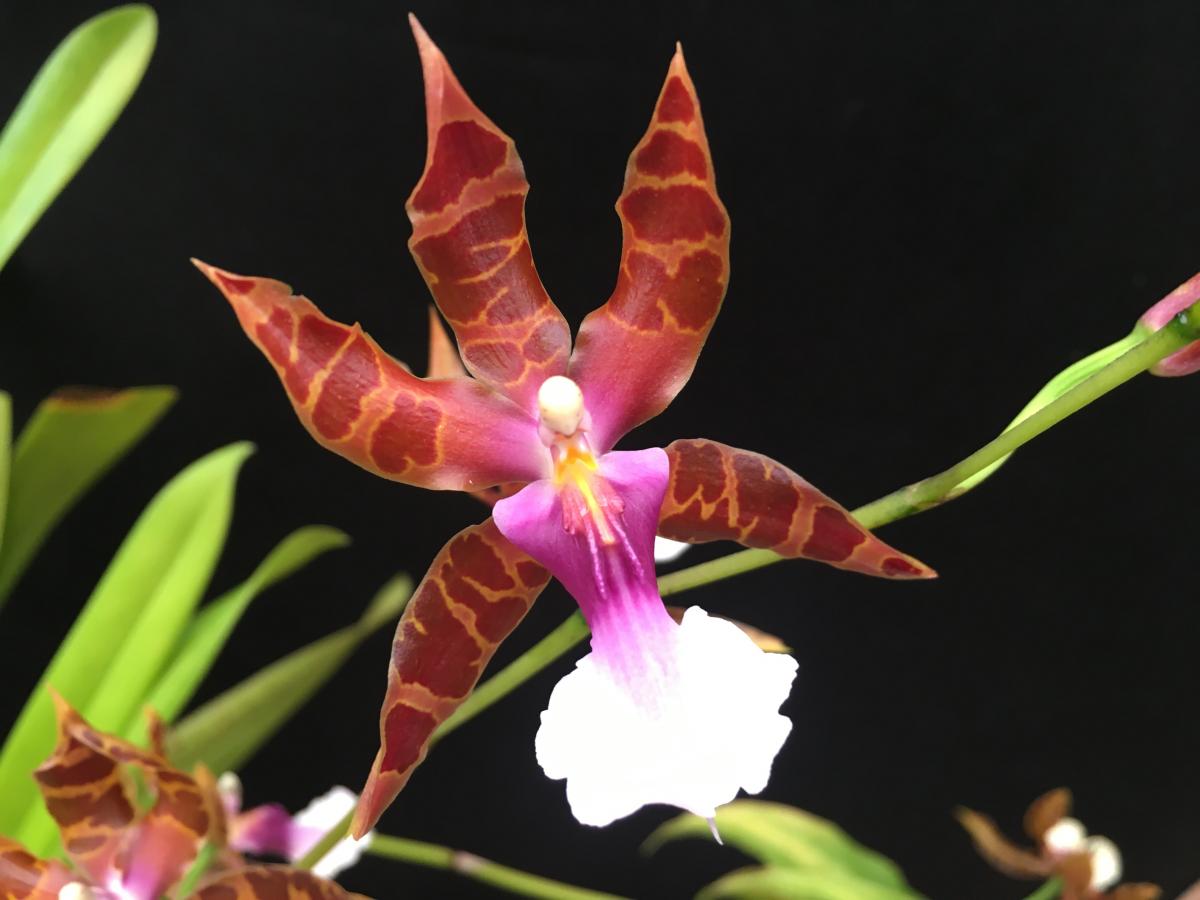 Miltonia clowesii