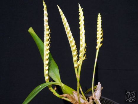 Bulbophyllum buffo