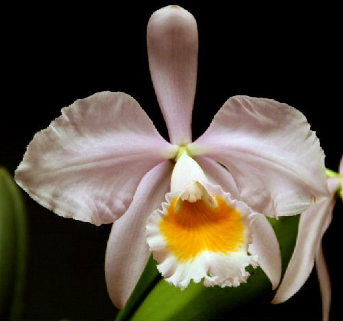 Cattleya eldorado ( concolor x concolor )