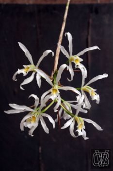 Laelia superbiens var alba.