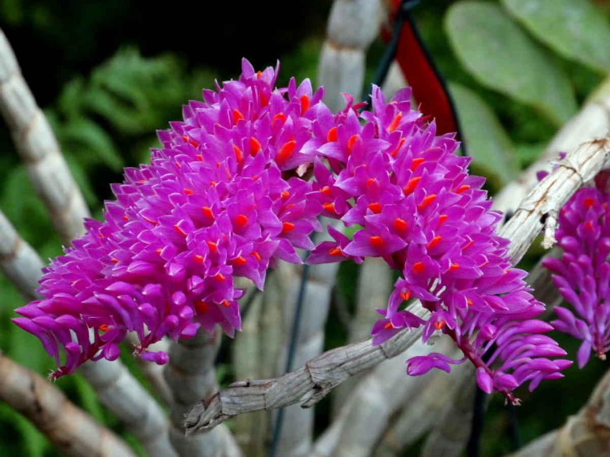 Dendrobium secundum