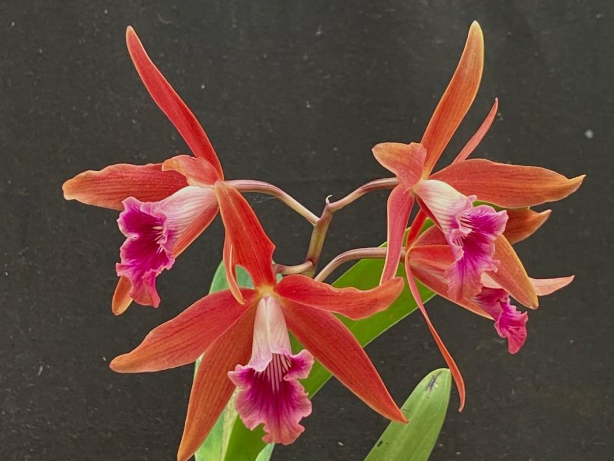 Laelia purpurata flamea x Laelia brieguerii )