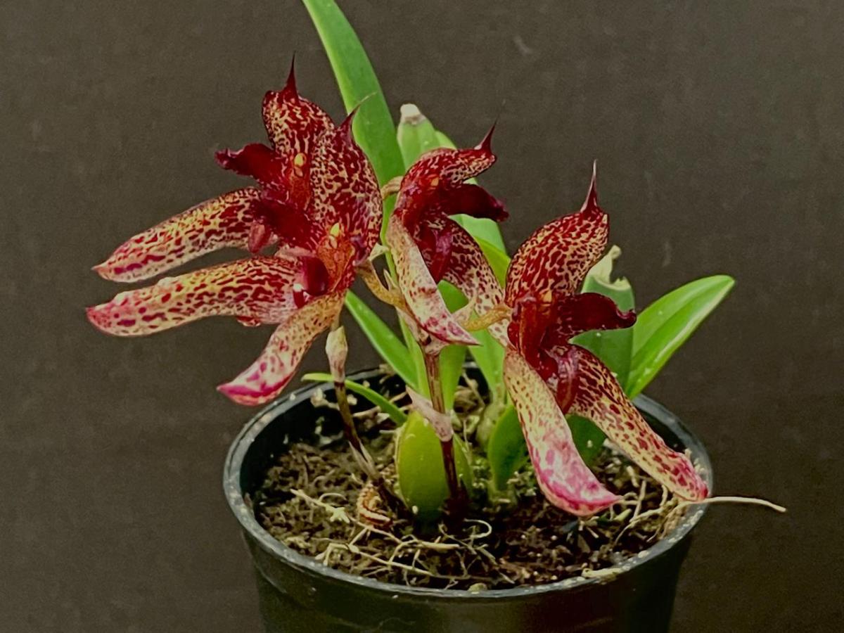 Bulbophyllum ( cruentum x longiflorum )