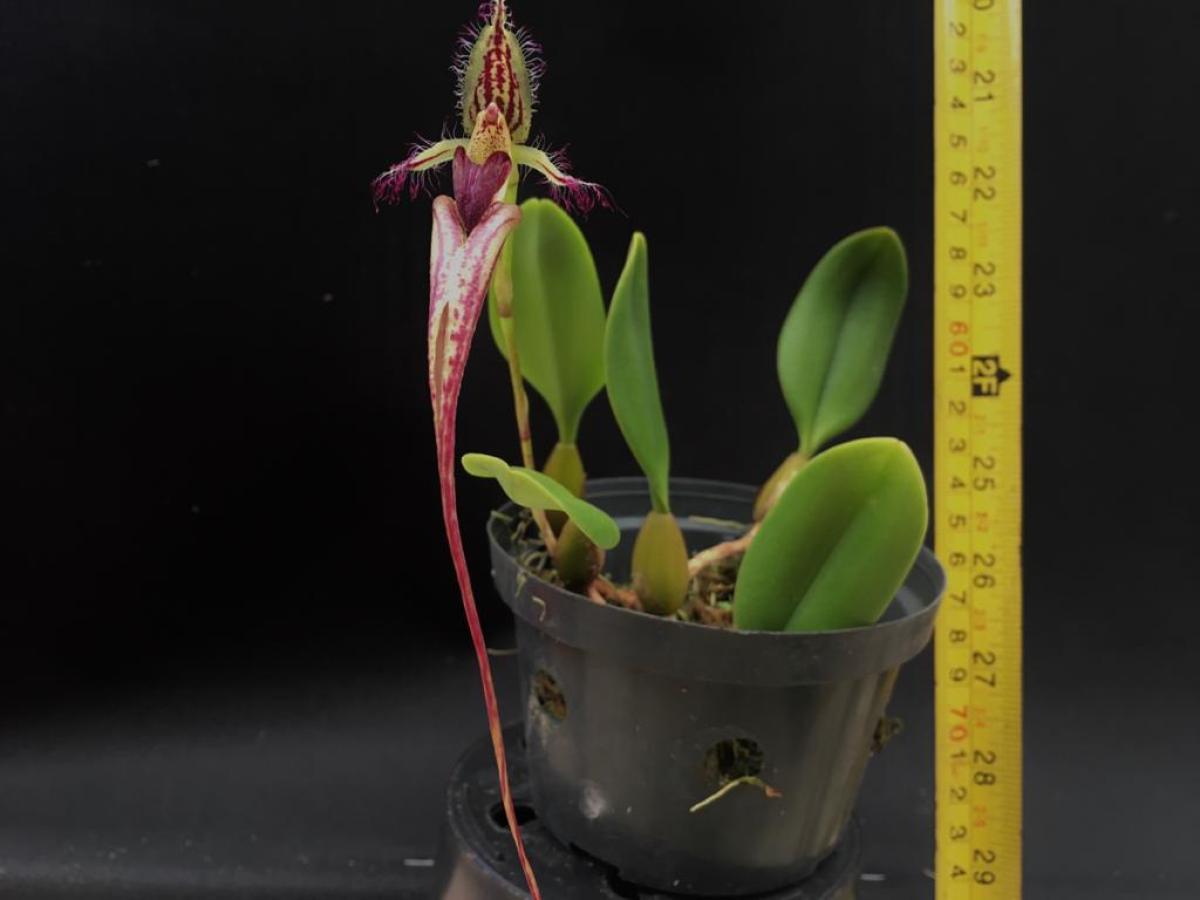 bulbophyllum fascinator