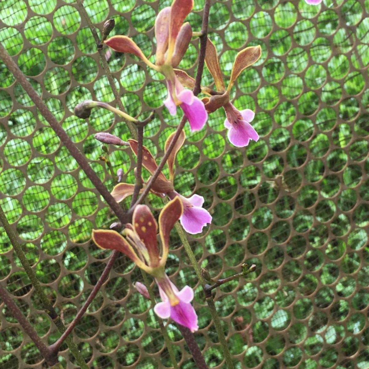 Encyclia duvenii