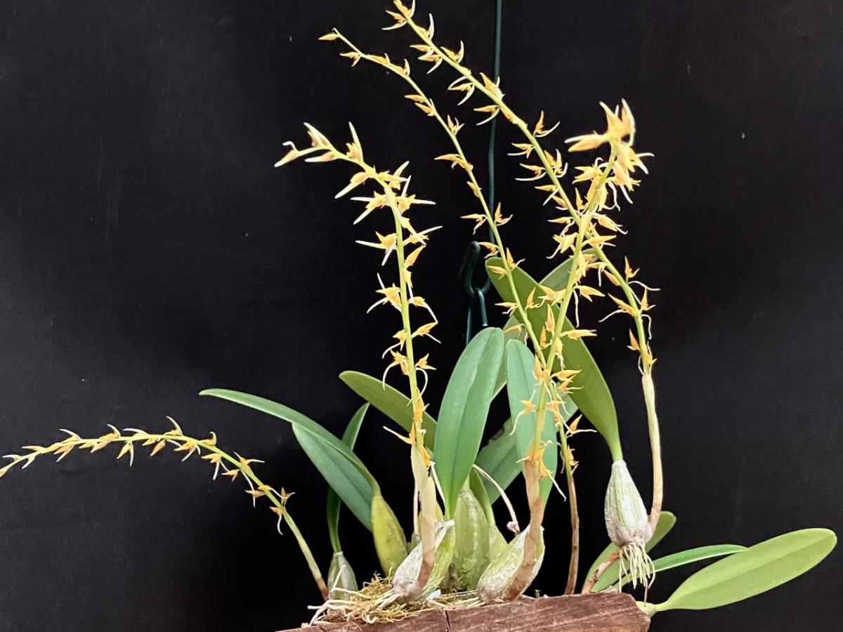 Bulbophyllum rufinum