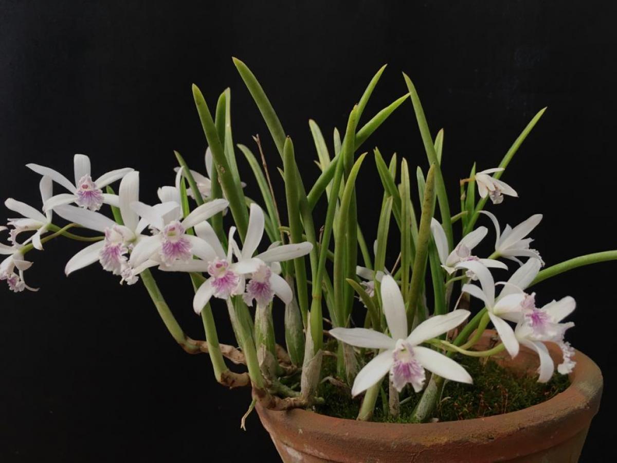 Laelia lundii coerulia 